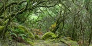 La Gomera #5