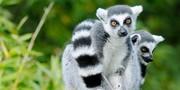 Madagaskar, wyspa pachnąca wanilią